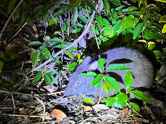 アマミノクロウサギ探索ナイトツアー