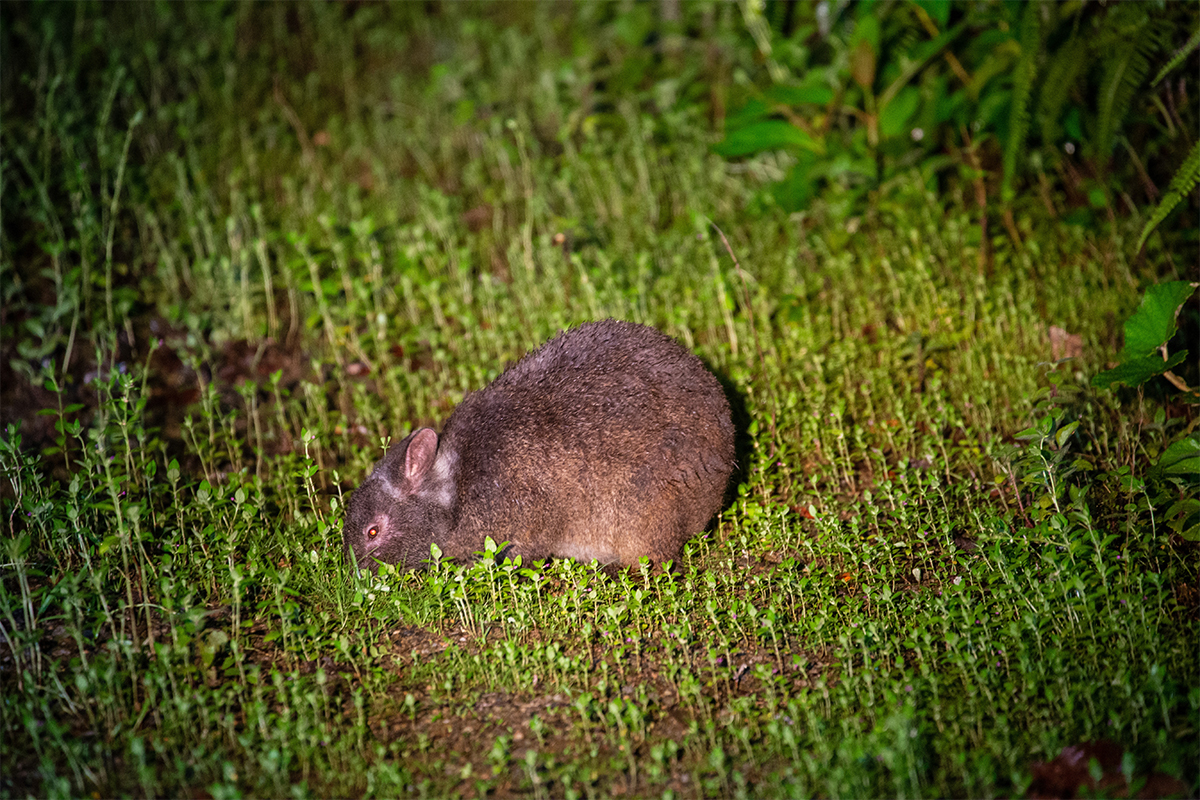 アマミノクロウサギ観察1