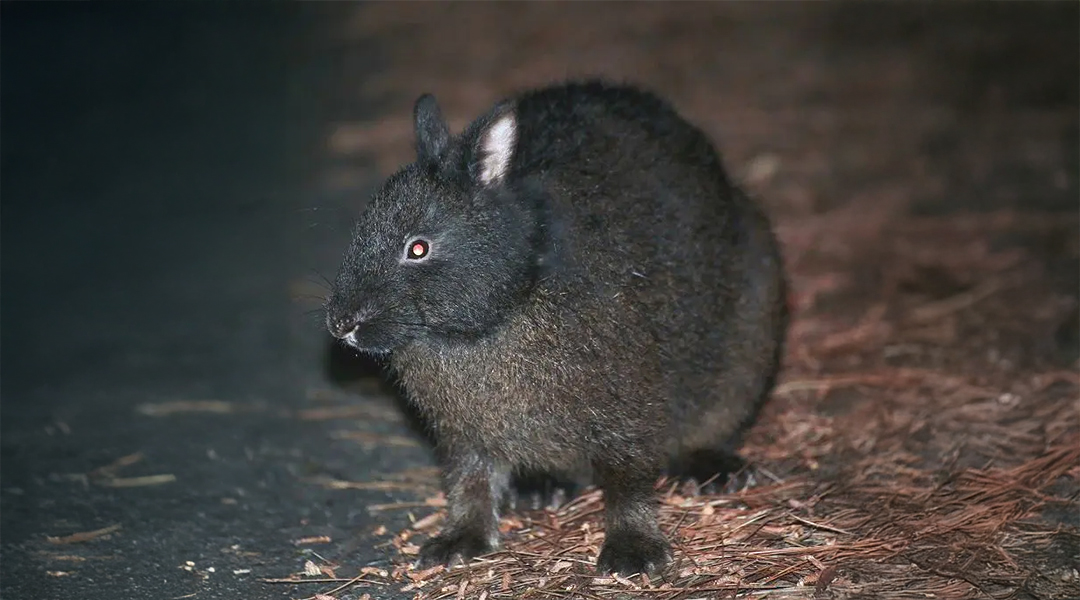 アマミノクロウサギ